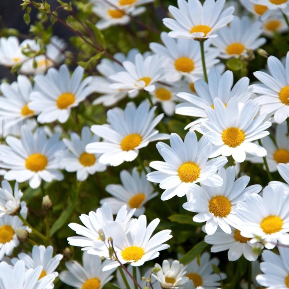 Meet your Posher, Erika - Picture 1 of 1